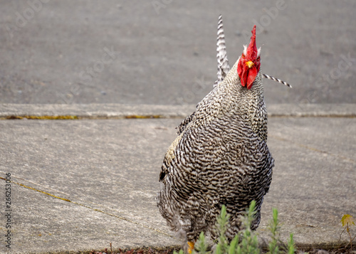 One Mad Rooster