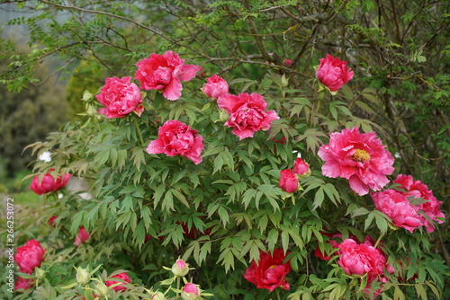 Pfingstrose rot - Paeonia officinalis rubra plena