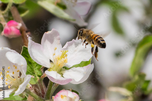 Honey bee, extracting nectar from fruit tree flower © badwiser