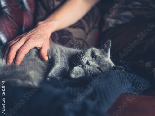 Woman's hand petting british shorthair cat