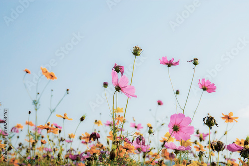 Pink cosmos at sky background. © RK1919