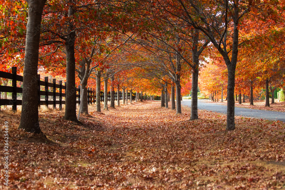 Empty pathway with dry leaves between trees. Empty pathway with dry leaves between trees.