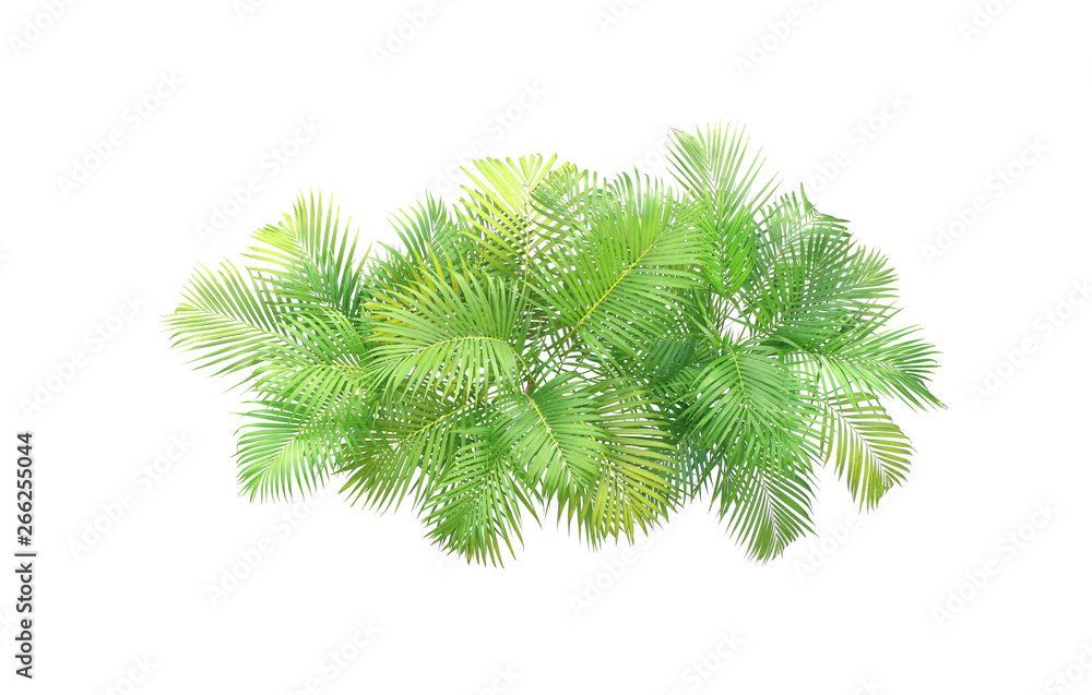 top view palm leaves tree isolated on white background