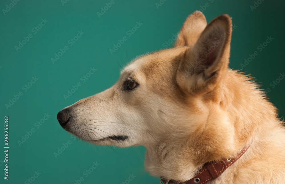 Layka husky dog. Detailed portrait on a blau background, cute dog brown-white