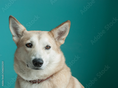 Layka husky dog. Detailed portrait on a blau background, cute dog brown-white