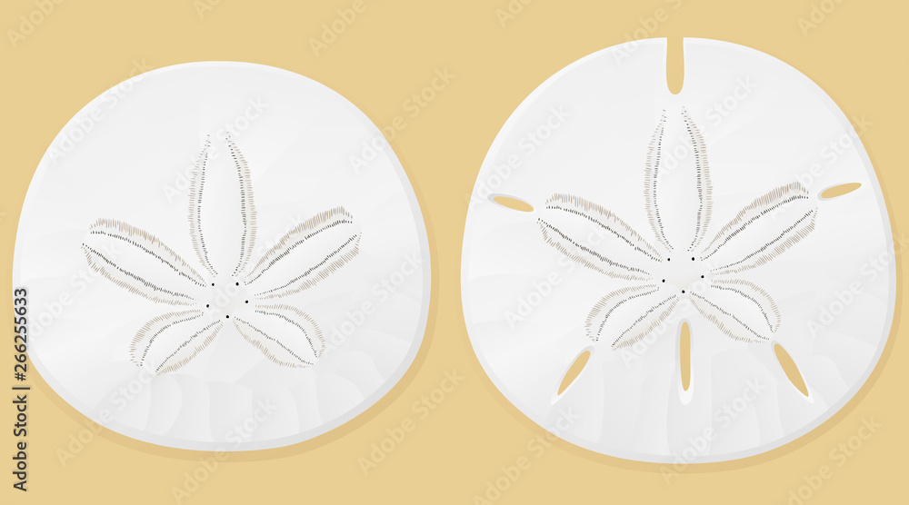 Vector illustration of sand dollars against a sand-colored background.