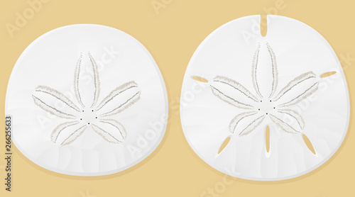 Vector illustration of sand dollars against a sand-colored background.