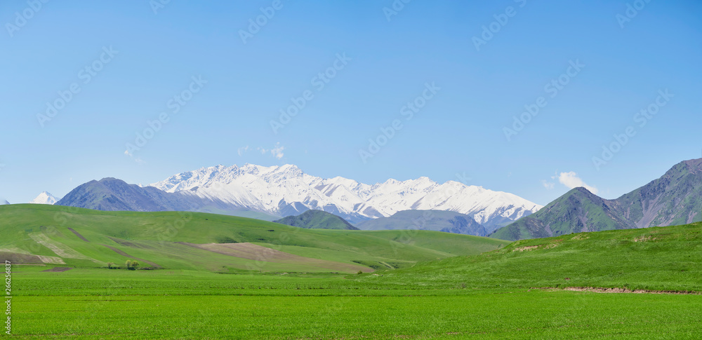 Fototapeta premium panorama, mountain landscape, in the foreground young green grass against the backdrop of a mountain range with snowy peaks, on a clear sunny day