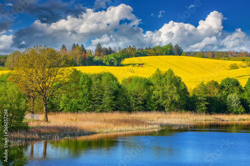 Fototapeta Naklejka Na Ścianę i Meble -  flowering of rapeseed in the Warmian-Masurian Voivodeship in Poland
