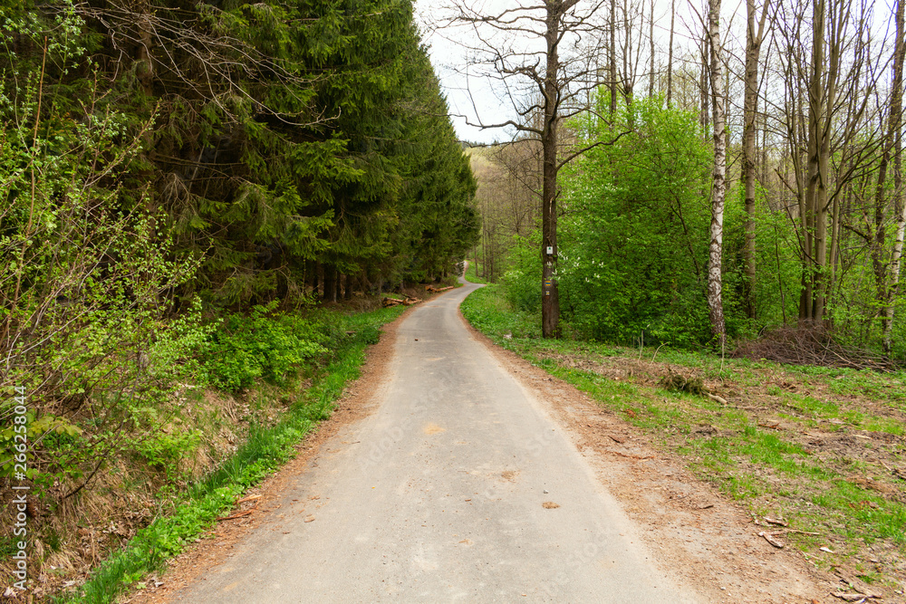 Road in a beautiful forest in the morning Road in a beautiful forest in the morning