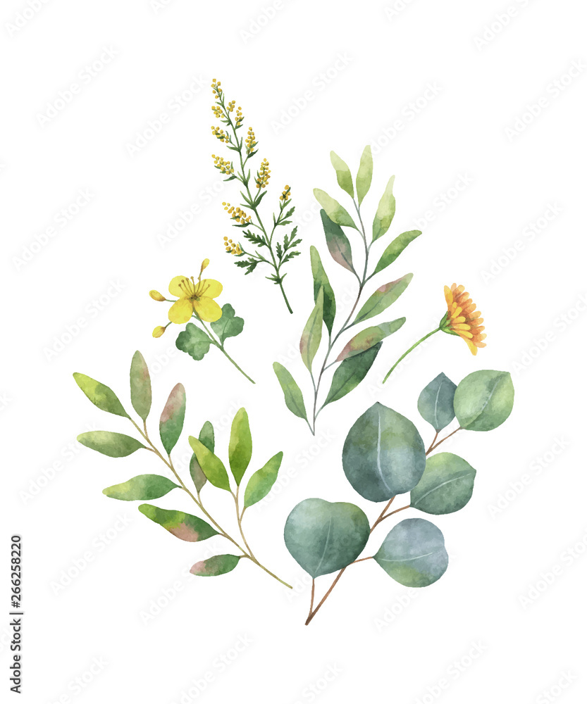 Watercolor vector bouquet with green eucalyptus leaves and field plants ...