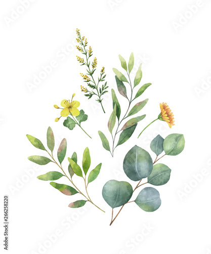 Watercolor vector bouquet with green eucalyptus leaves and field plants.