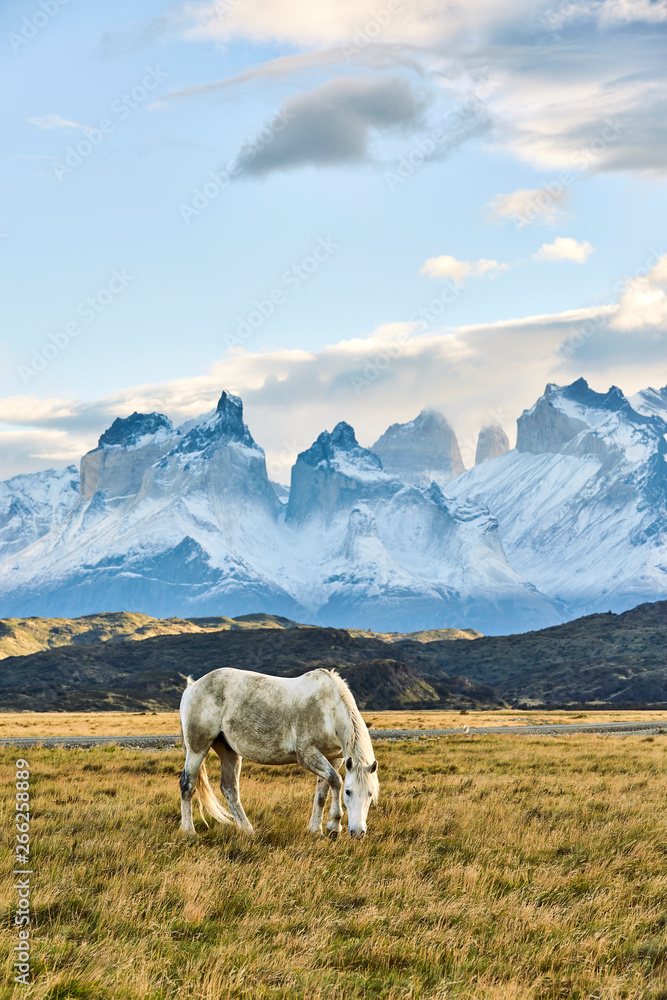 Fototapeta premium Grazing 