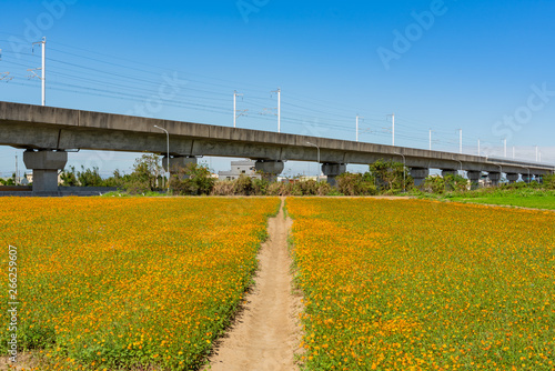 Wild flower bloom with Taiwan Highspeed Rail behind © Kit Leong