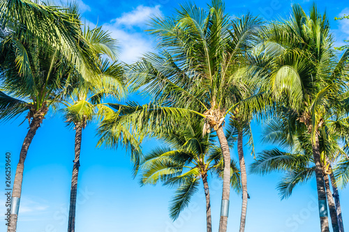 Beautiful tropical nature with coconut palm tree on blue sky and white cloud