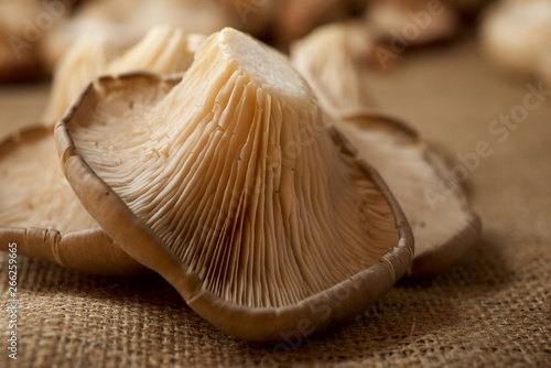 Mushrooms close up