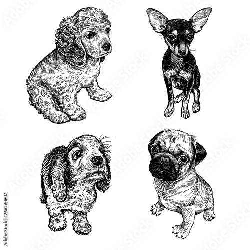 Cute puppies set. Terrier, spaniel and pug. Black and white hand drawing.