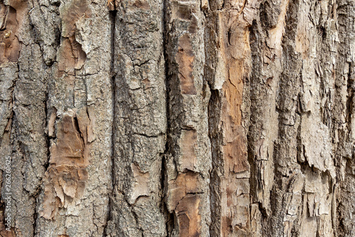 The structure of the bark of an old huge tree. Tree bark texture, background. Wooden background to fill web page or graphic design.