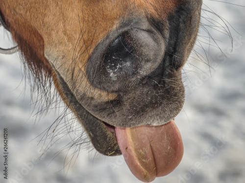 Brown horse nose with sticking out tongue. Snow in background
