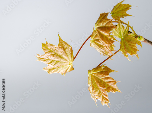 Green and orange maple leaves on white backgound