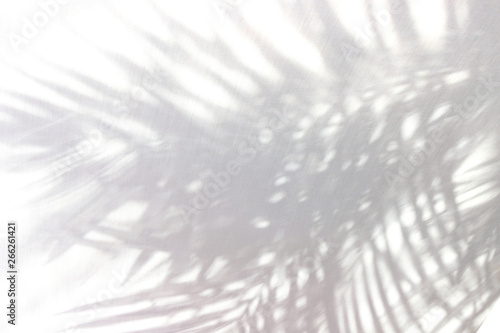 tropical palm leaf shadow on white wall background
