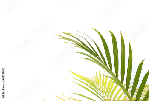 Fototapeta Naklejka Na Ścianę i Meble -  tropical green palm leaf on white wall background