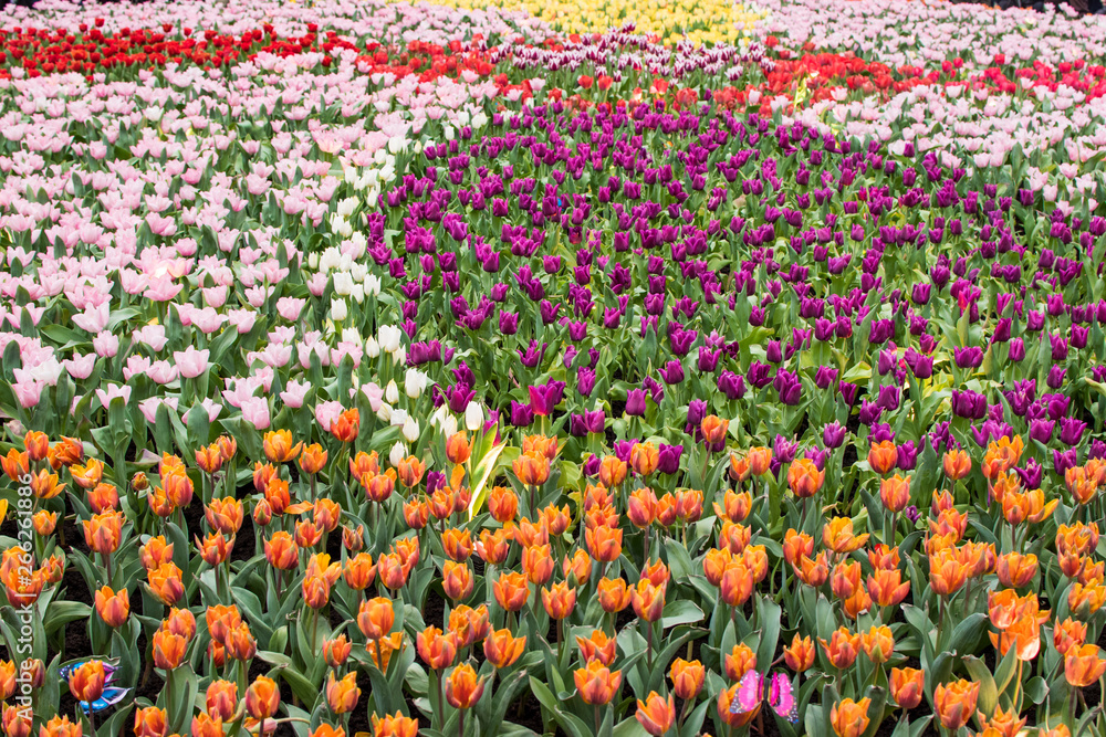 Colorful Sea of flower to relax