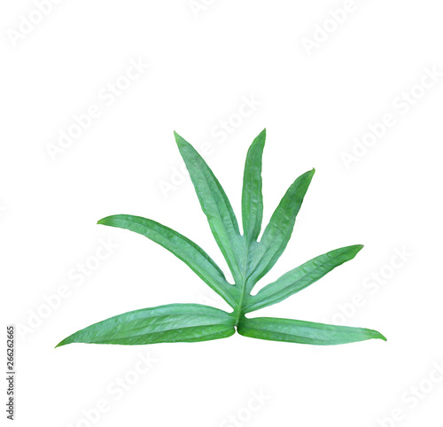 tropical jungle monstera leaves , vine leaf tree isolated on white background