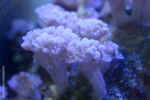 Purple corals growing and pet fishes swimming in an aquarium
