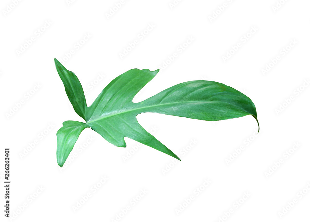 Fototapeta premium tropical jungle monstera leaves , Swiss Cheese vine leaf tree isolated on white background
