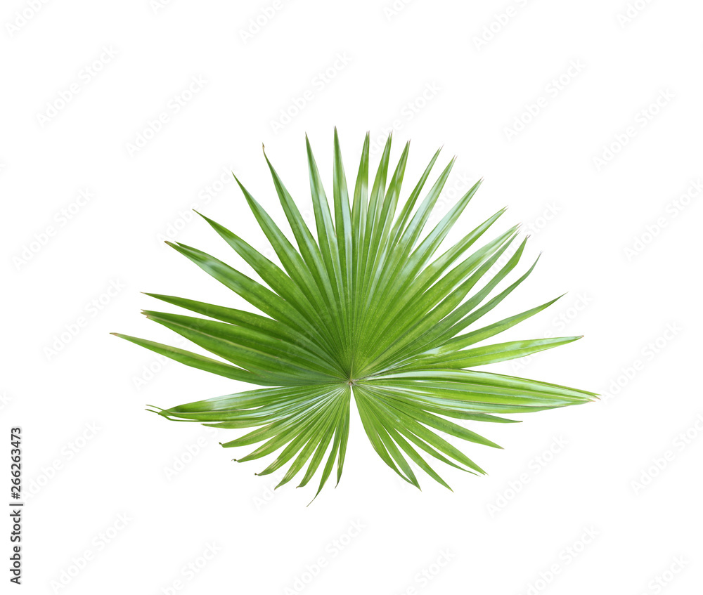 tropical nature green fan palm leaf pattern on white tropical nature green fan palm leaf pattern on white