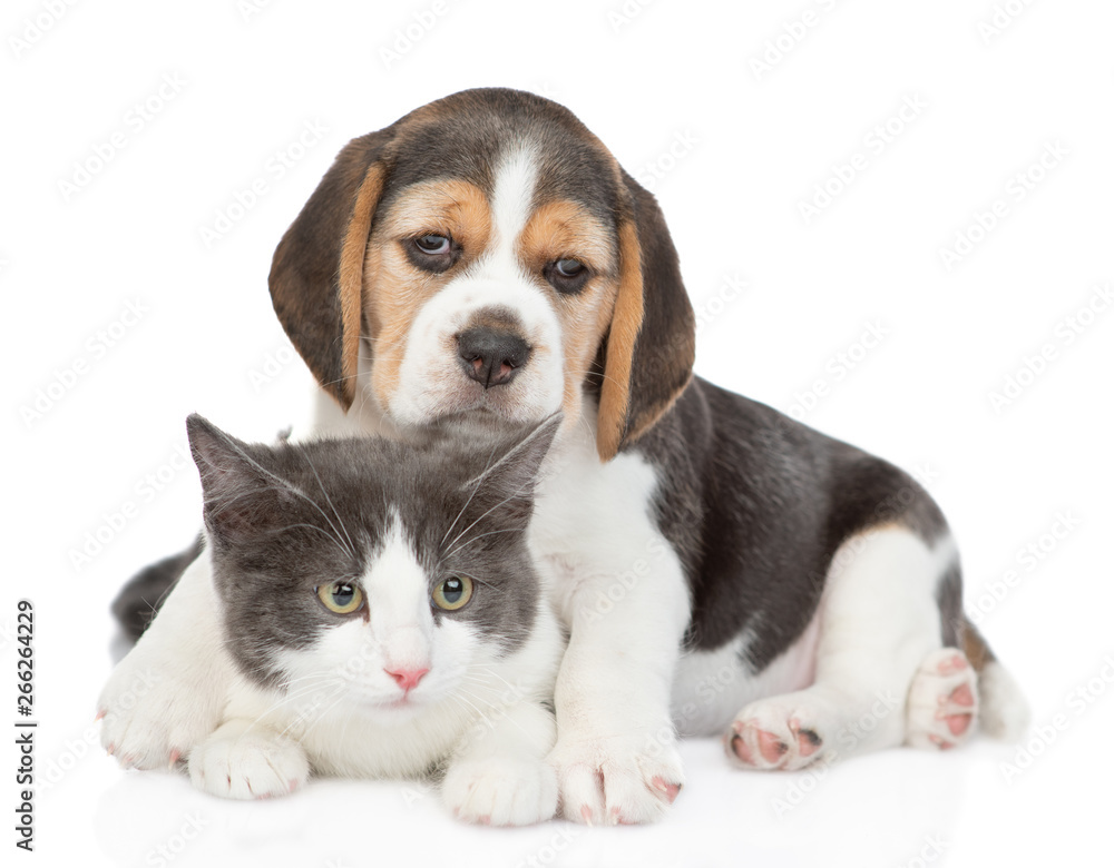 Beagle puppy hugging cat. isolated on white background