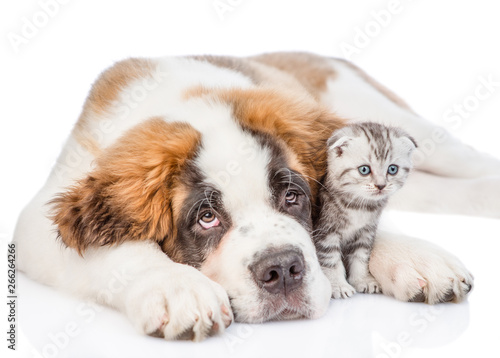 Sad Saint Bernard puppy hugging kitten. isolated on white background