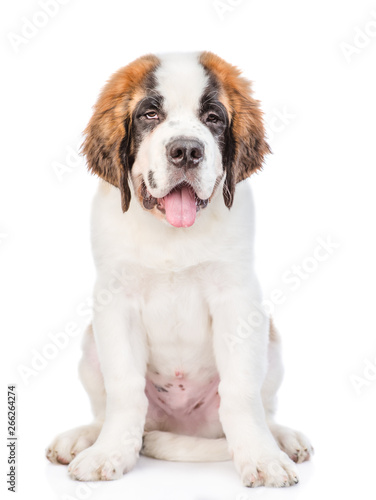 St. Bernard puppy sitting in front view. isolated on white background