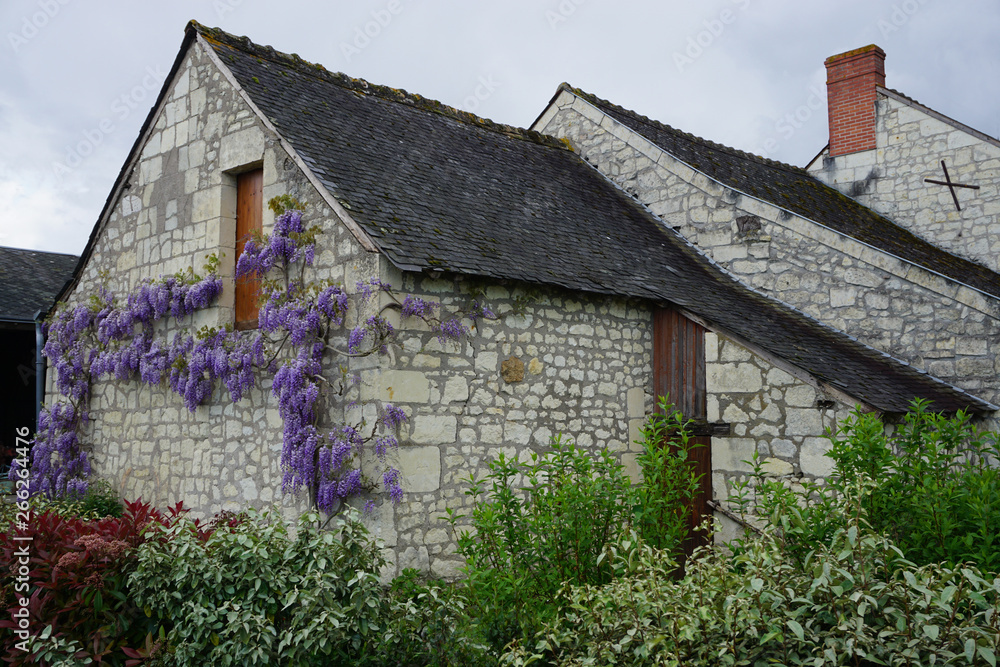 purple wisteria growing alongside the old stone wall of a country house in the Loir valley, France