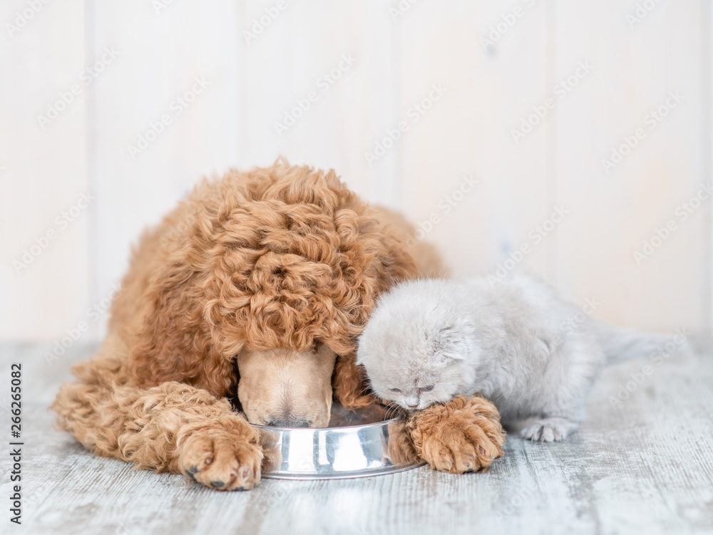 Poodle puppy and kitten eat together from one bowl at home Poodle puppy and kitten eat together from one bowl at home