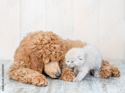 Young poodle puppy lying with baby kitten on the floor at home