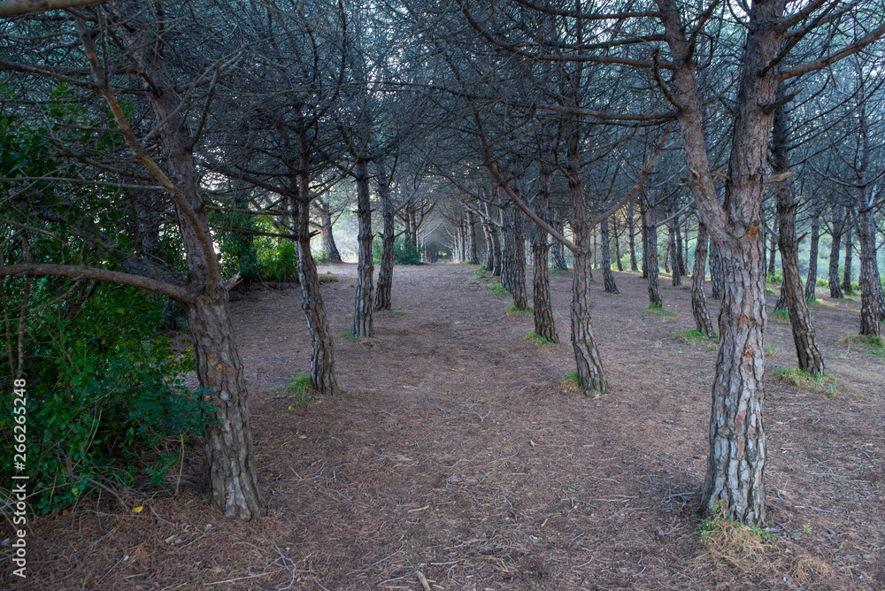 Forest in the village of Lloret de Mar, Costa brava Forest in the village of Lloret de Mar, Costa brava