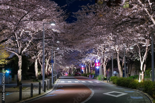 六本木 さくら坂 夜桜