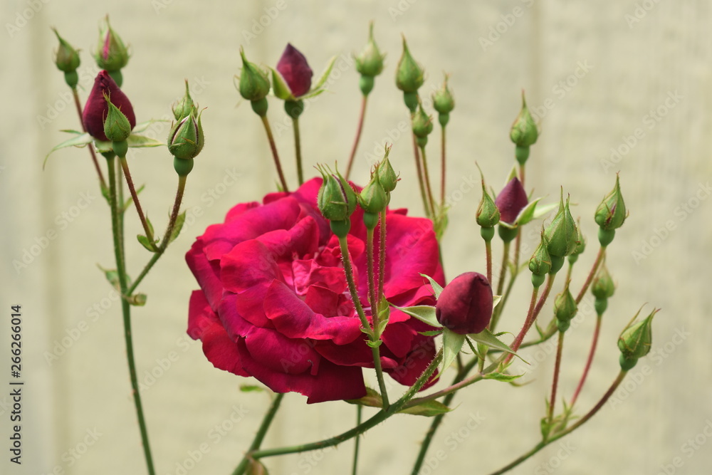 red roses in zone 8b