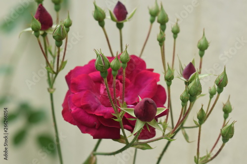 Red Roses Blooming in April Zone 8b