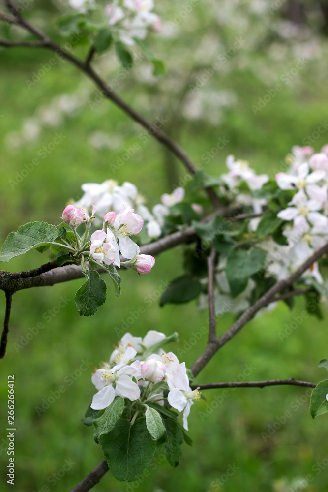 Branches of a blooming apple tree in an apple orchard. Moldova, spring 2019. Branches of a blooming apple tree in an apple orchard. Moldova, spring 2019.
