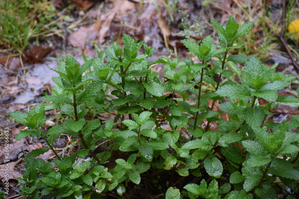 Mint Herb Plants in Zone 8b Mint Herb Plants in Zone 8b