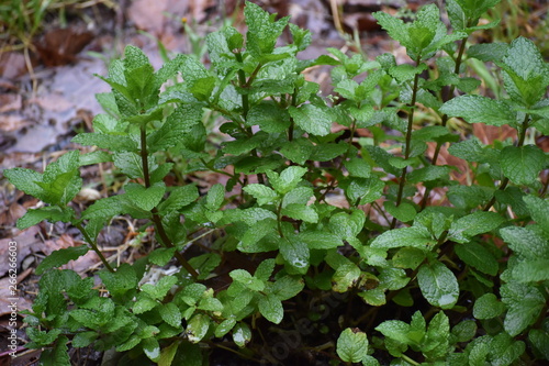 Mint Herb Plants in Zone 8b