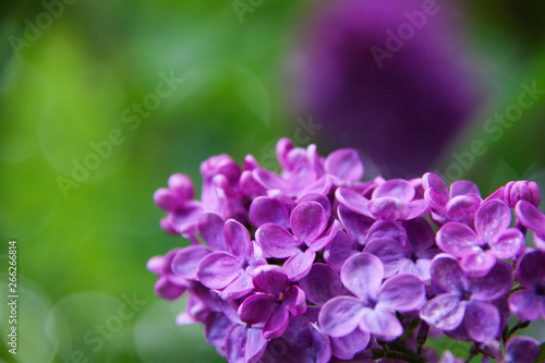 lilas violet