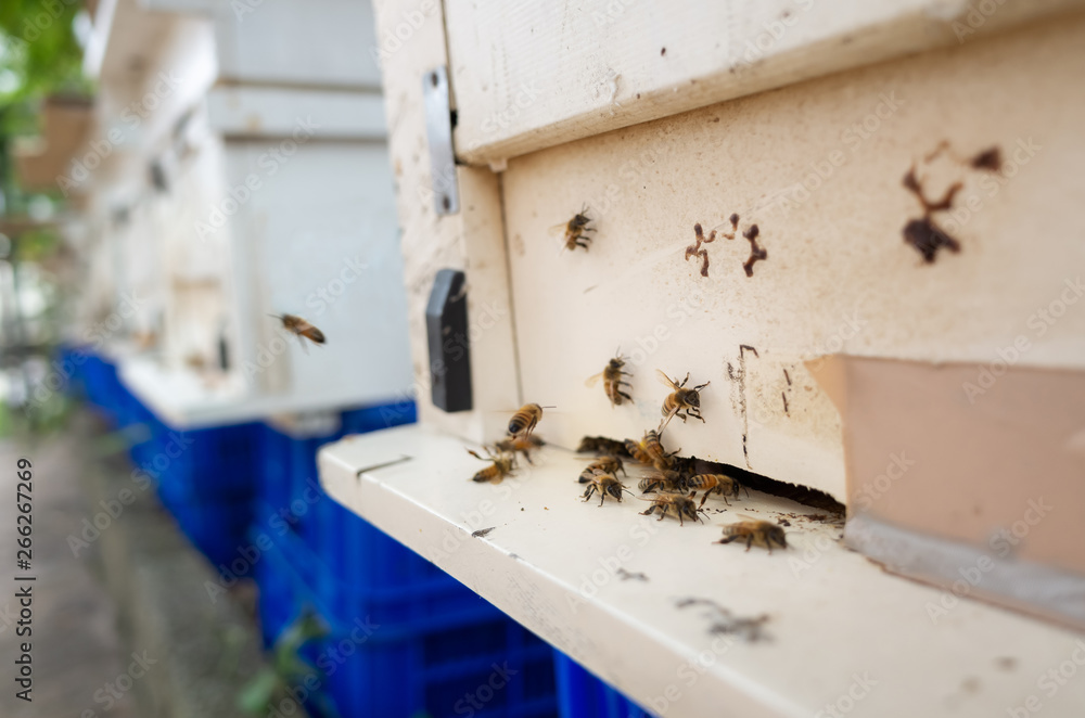 flying busy bees with white box flying busy bees with white box