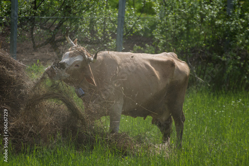 Fototapeta Naklejka Na Ścianę i Meble -  cow on green grass and hay