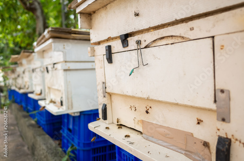 flying busy bees with white box