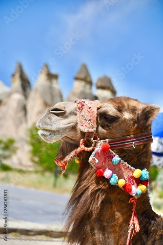 Camel in Cappadocia with chimney rocks shaped by wind and water 