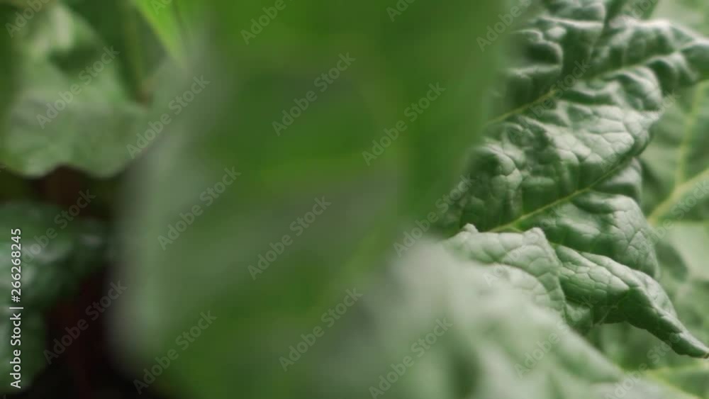 Close up of ripe, organic rhubarb leaves in garden.Spring time Close up of ripe, organic rhubarb leaves in garden.Spring time